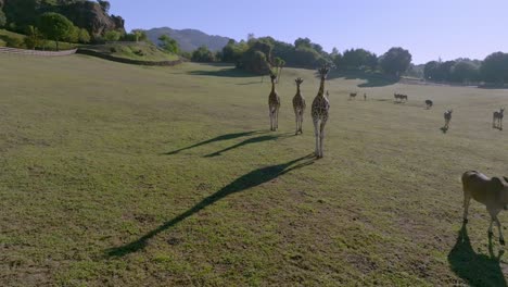 tower of giraffes walking through the grassfields during a sunny day