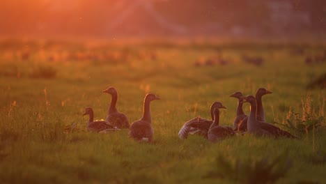 Gruppe-Von-Gänsen,-Die-Sich-Auf-Der-Grünen-Graswiese-Im-Lebhaften-Sonnenuntergang-Entspannen---Statisch