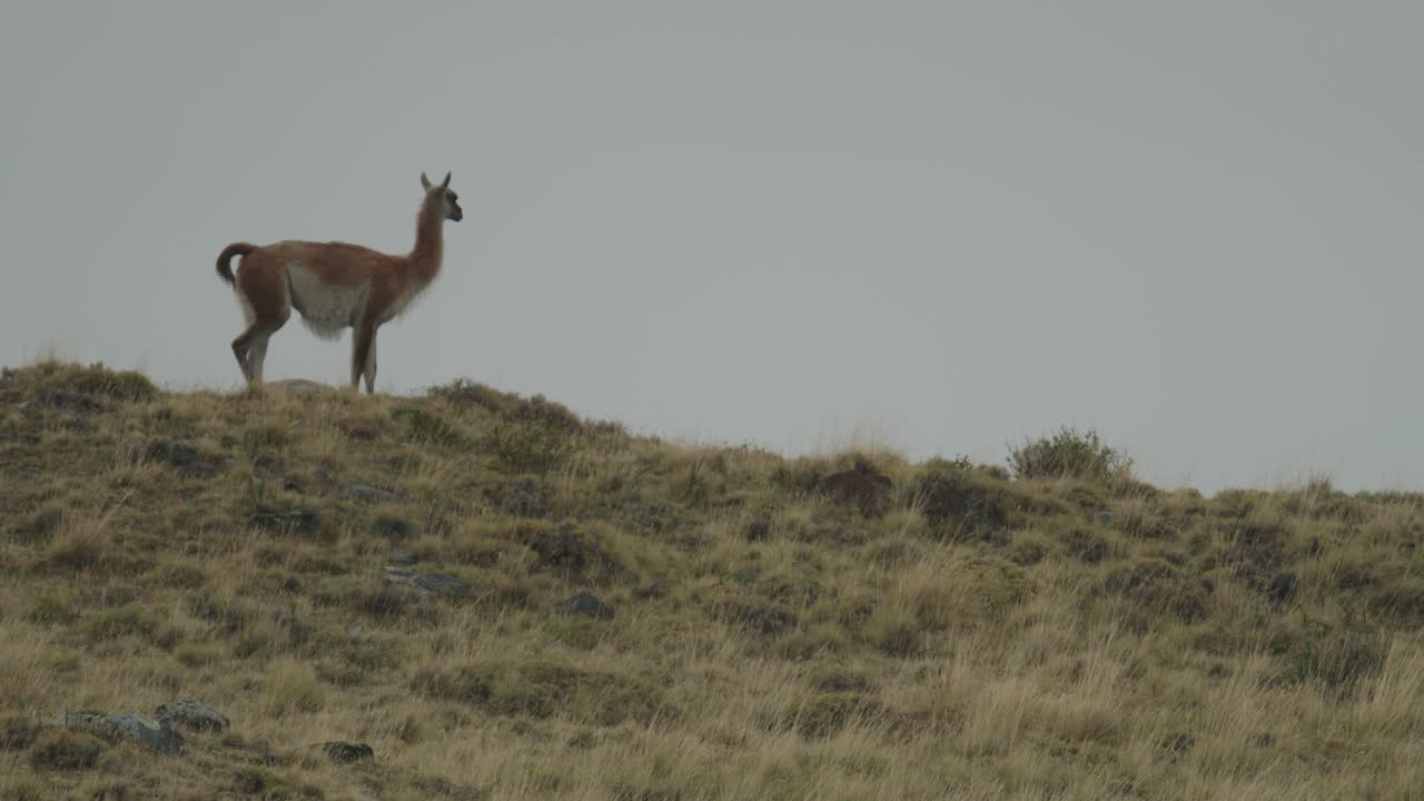 guanaco se encuentra en la cima de la colina a cámara lenta