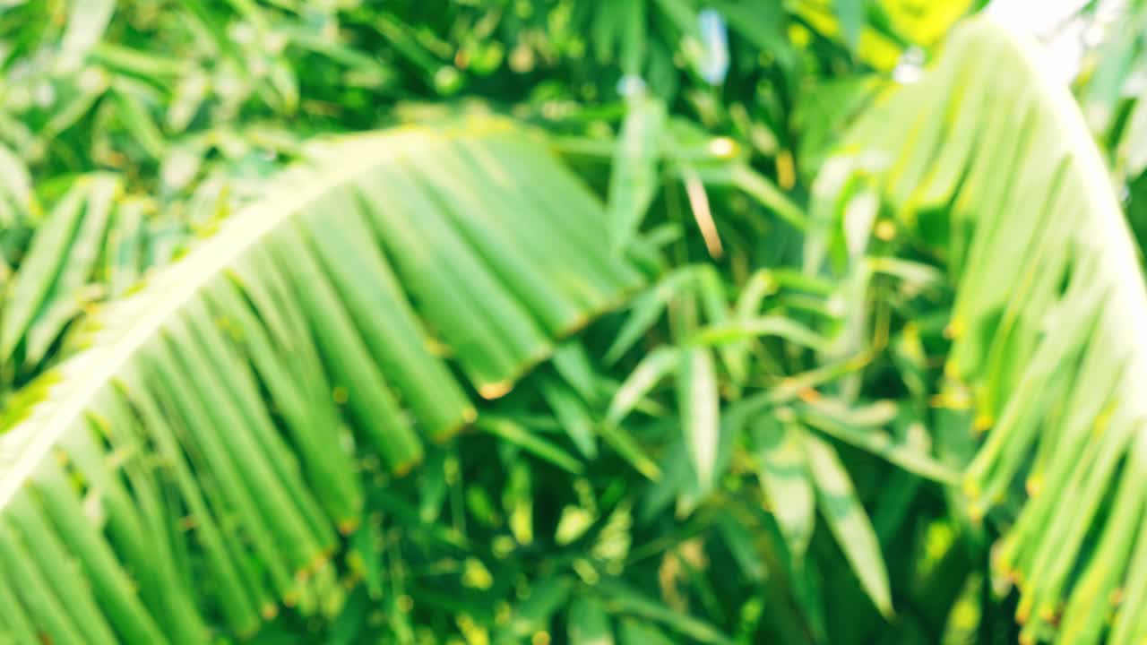 A growing bunch of bananas in the garden with defocused effect