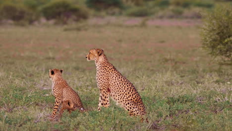 adult cheetah with two cubs looking around for prey in the kalahari, africa