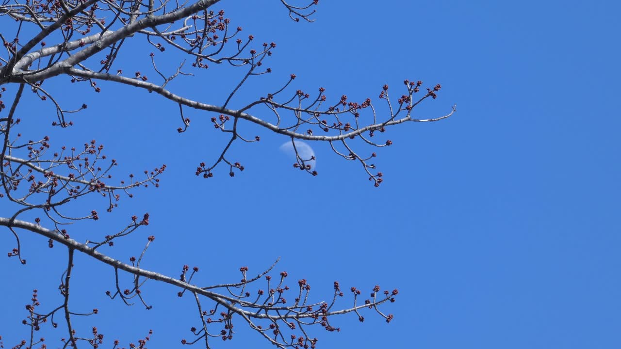 Budding tree against a brilliant blue sky as wispy clouds blow in