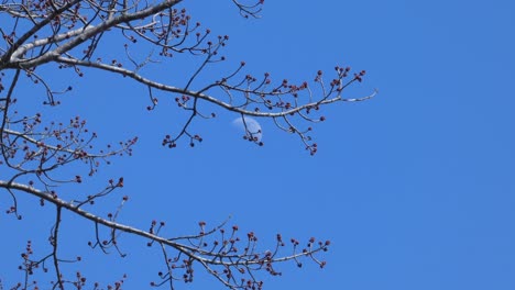 budding tree against a brilliant blue sky as wispy clouds blow in