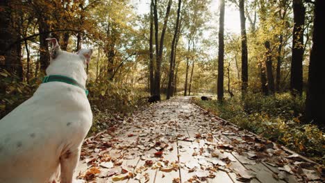 One-abandoned-white-dog-sitting-in-a-nature-park-staying-still-and-waiting,-while-seeing-to-the-horizon-and-then-turning-back