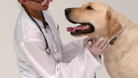 Veterinario-Revisando-Un-Labrador-Amarillo