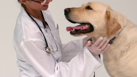 vet checking a yellow labrador