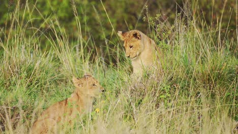 young lion cubs and mother resting in cover of lush greenery in thick vegetation, african wildlife in maasai mara national reserve, kenya, big five africa safari animals