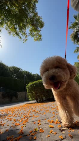 fluffy poodle on a walk