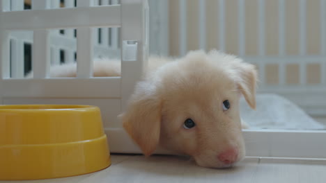 Close-up-view-of-beautiful-puppy-dog