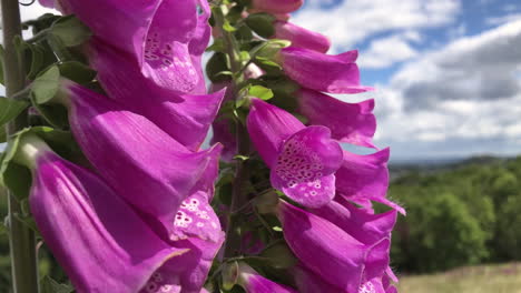 flores de guante de dama salvaje en blackford hill en verano edimburgo, escocia