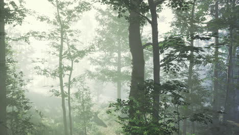 misty morning light filters through a vibrant green forest in serene nature