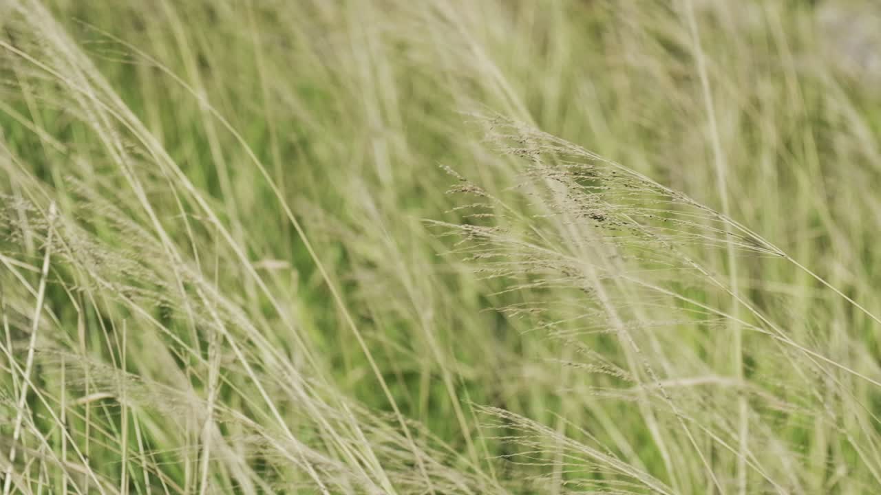 녹색 풀의 느린 움직임 바람에 의해 불어