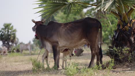 a cow and its calf standing under a palm tree in a rural field