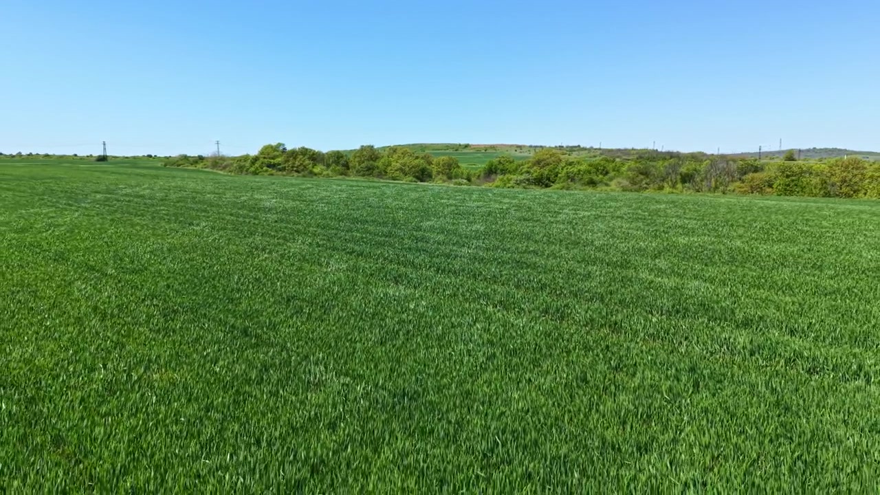 Um campo de trigo se estende sob um céu claro, com plantas verdes crescendo ao redor, em um dia ensolarado no campo.