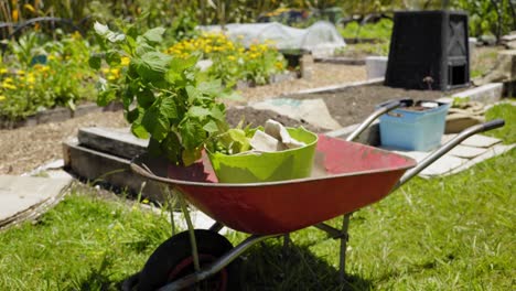 Roter-Verrosteter-Trolley-In-Einigen-Pflanzen-Im-Inneren-Des-Bauerngartens-Rasen-Frühling-Farmwork-Schubkarre