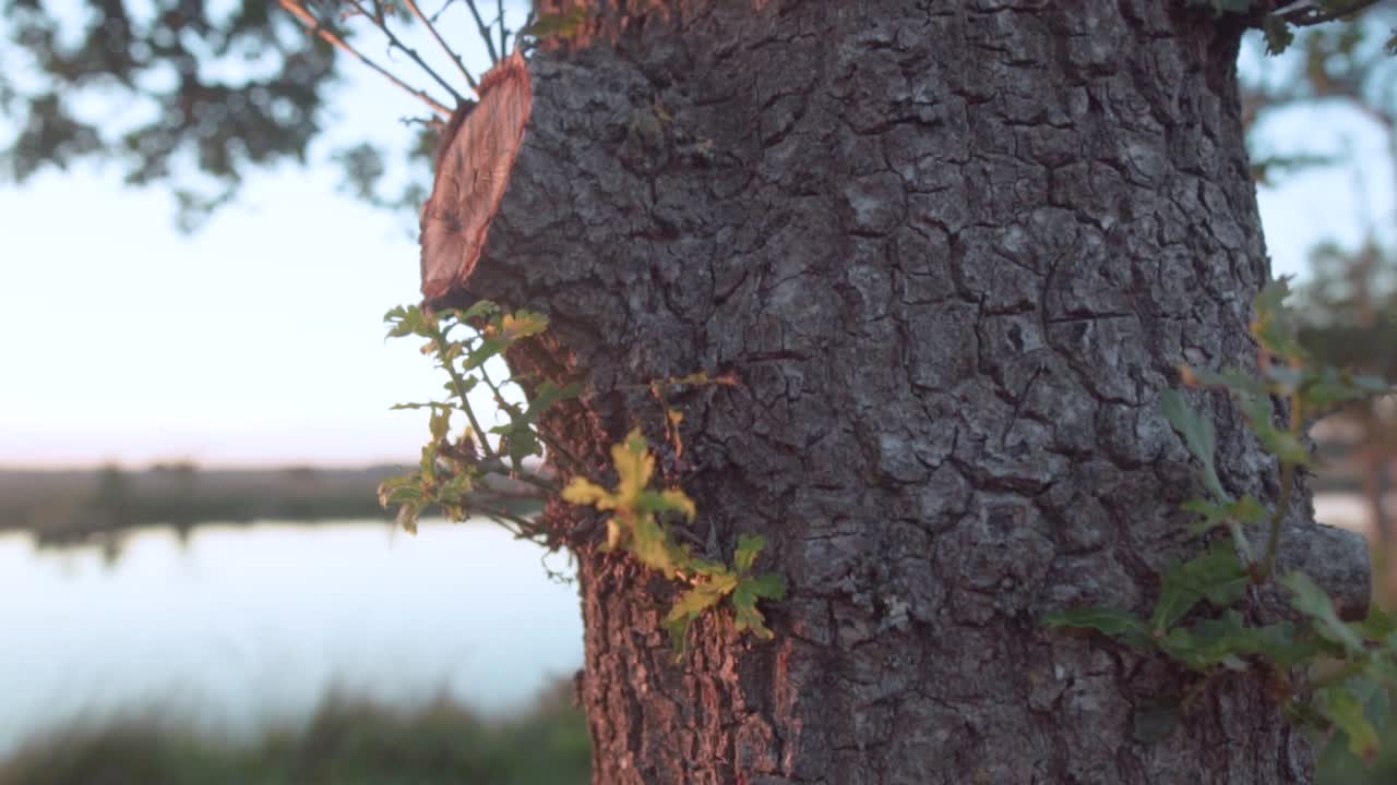 해가 뜨고 해가 지는 동안 호수 에 있는 나무 줄기의 클로즈업