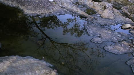 piscina de roca poco profunda, árboles reflejados en el agua, ondas de las gotas de lluvia