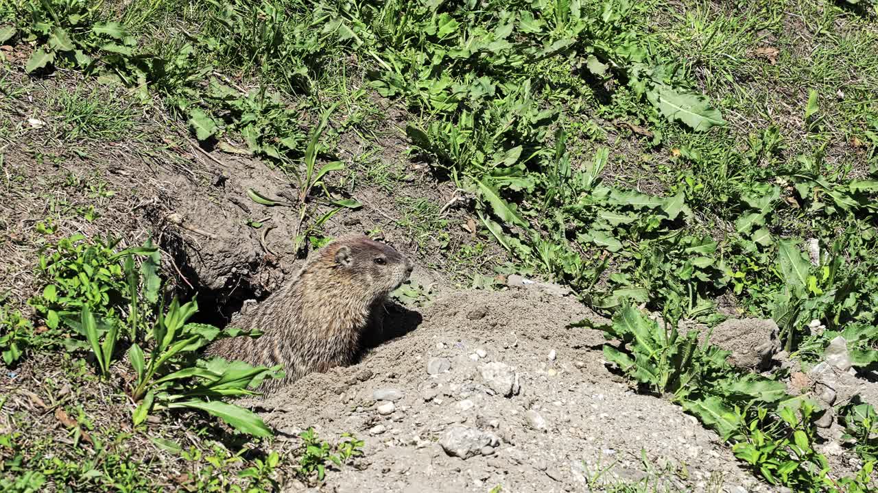 A groundhog pops its head out of a burrow surrounded by vibrant greenery. The animal surveys its surroundings, enjoying a sunny day in its natural habitat.