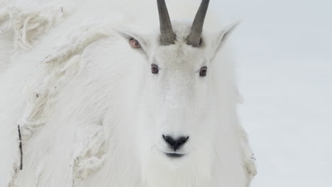 cabra de montaña de pelaje blanco (oreamnos americanus) en el territorio de yukon, canadá.