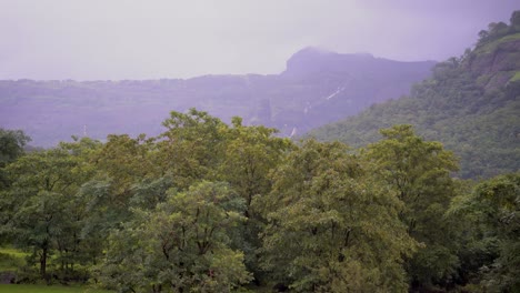 Hermosa-Vista-Panorámica-Del-Bosque-Verde