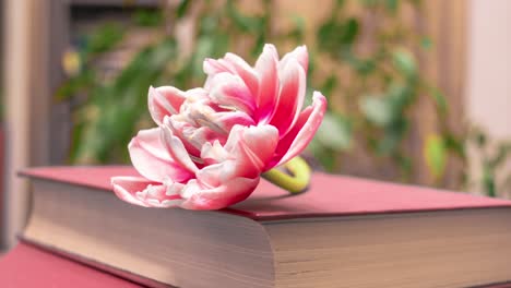 gran y hermoso tulipán firmado en el libro