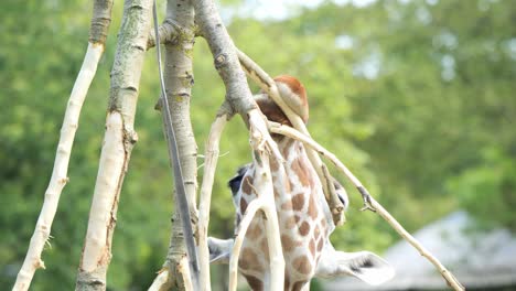 Nahaufnahme-Einer-Giraffe,-Die-Im-Zoo-Rinde-Von-Einem-Ast-Kaut