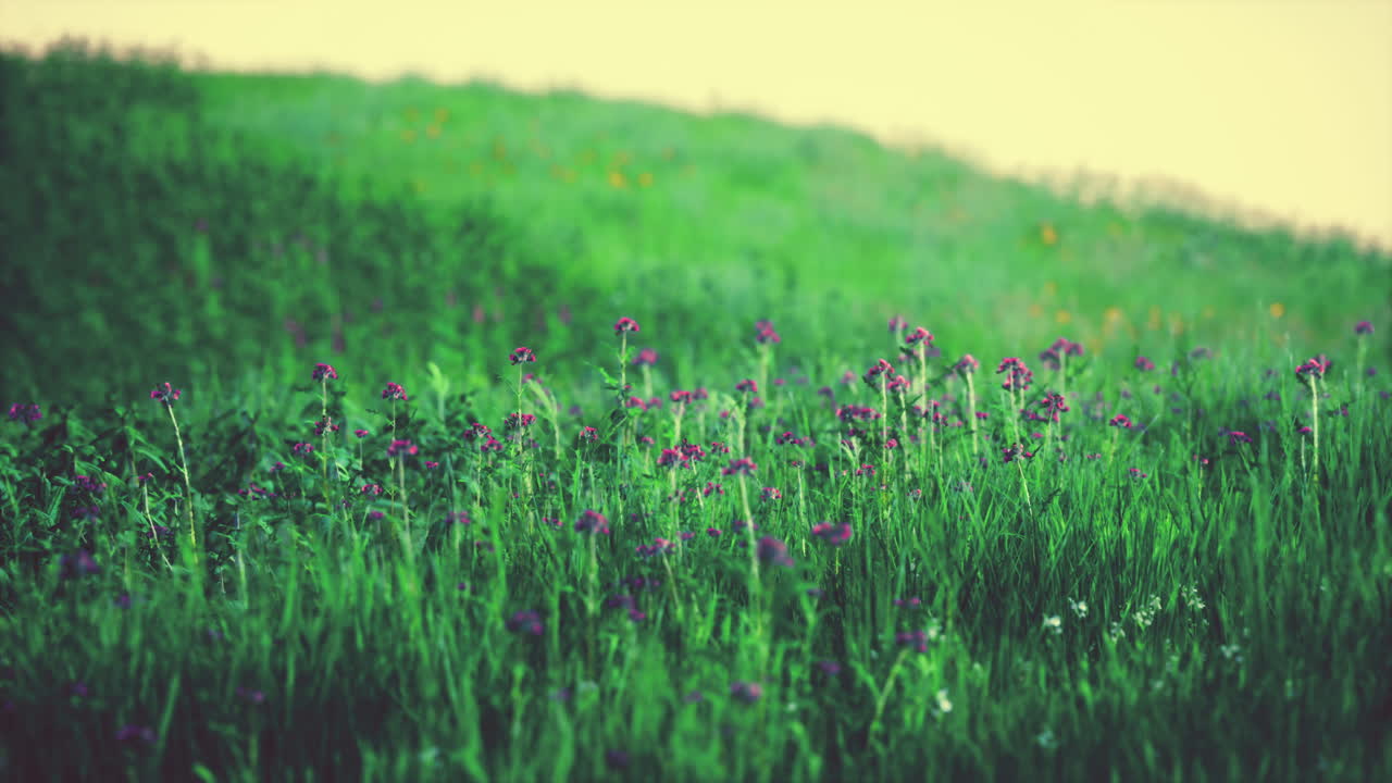 일출 동안 필드에 잔디