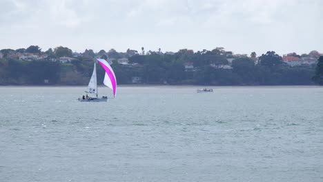 a single sailing yachts in pink color passing by auckland harbor on a cloudy day