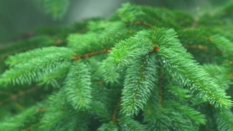 close up of green spruce tree branch in the rain