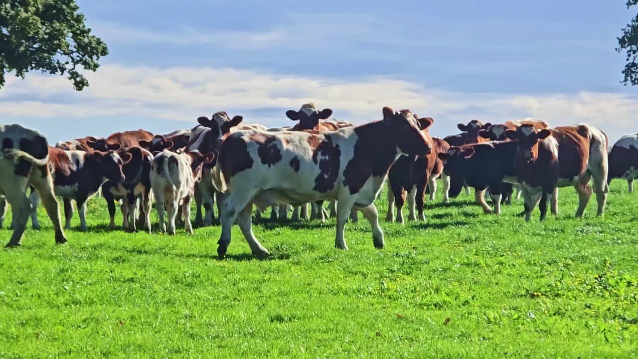 Herd of cows watching interestingly the horizon together on grassy pasture under a cloudy sky
