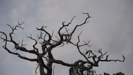 spooky old gnarled tree with twisted branches and no leafs