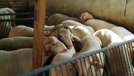 A-sacrificial-goat-is-being-fed-at-a-makeshift-livestock-market-ahead-of-the-Muslim-festival-of-Eid-al-Adha,-in-Turkey