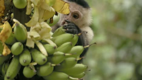 Cute,-cheeky-arboreal-white-faced-monkey-reaches-banana-fruits-in-treetops