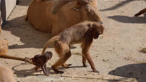 mother monkey and child walk together through the zoo enclosure