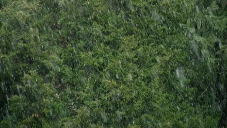 Snow-falls-against-a-background-of-evergreen-trees