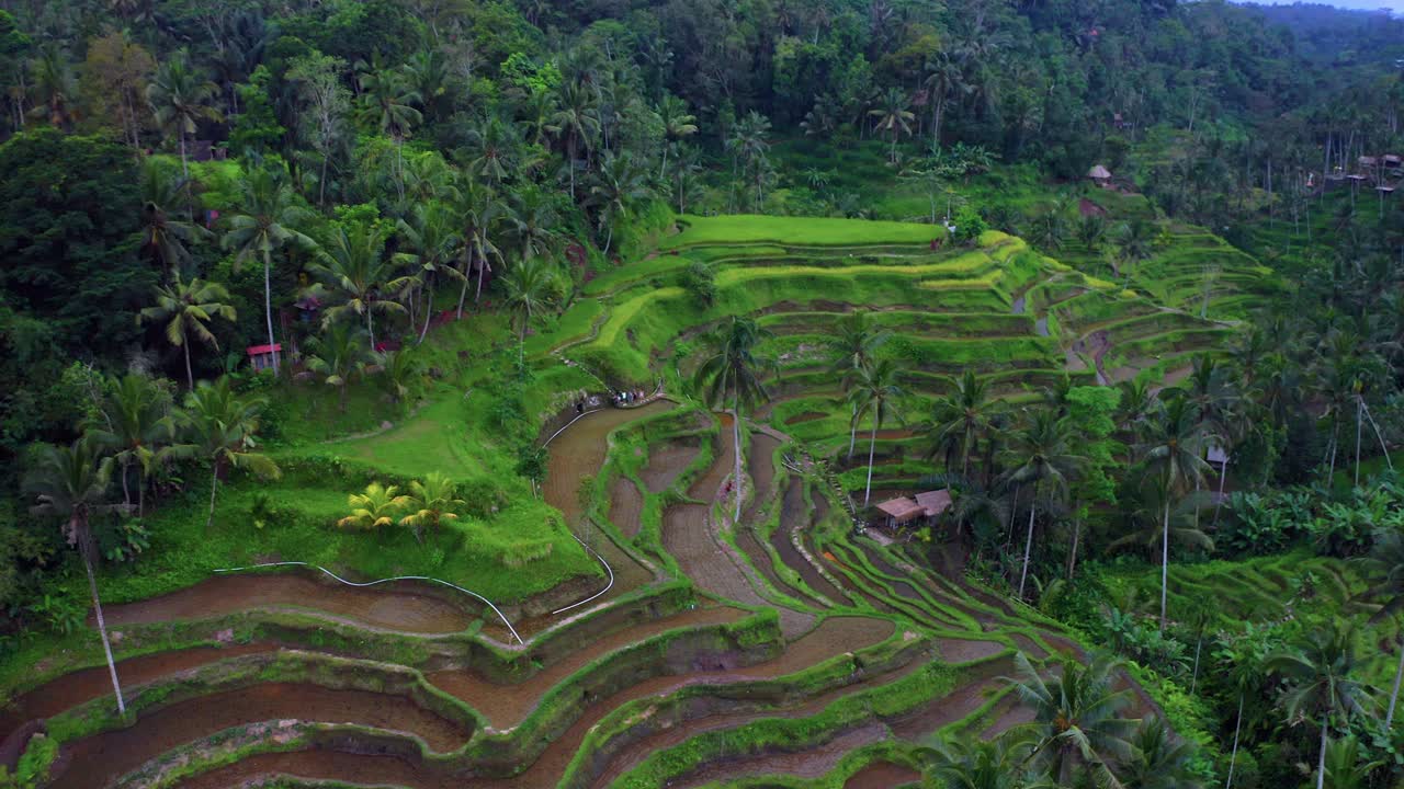 fotografía de un avión no tripulado de las terrazas de arroz de tegalalang - campo de arroz cerca de ubud, bali, indonesia