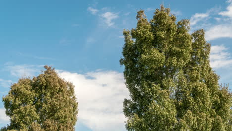 clouds drift behind tall green trees in blue sky, low angle time lapse