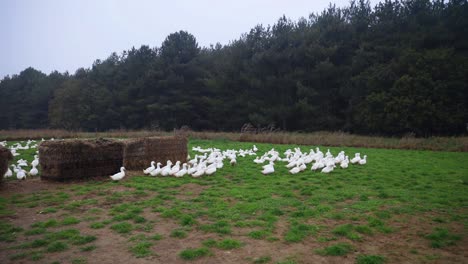 Kamerafahrt-Von-Weißen-Enten-In-Freilandhaltung-Im-Freien