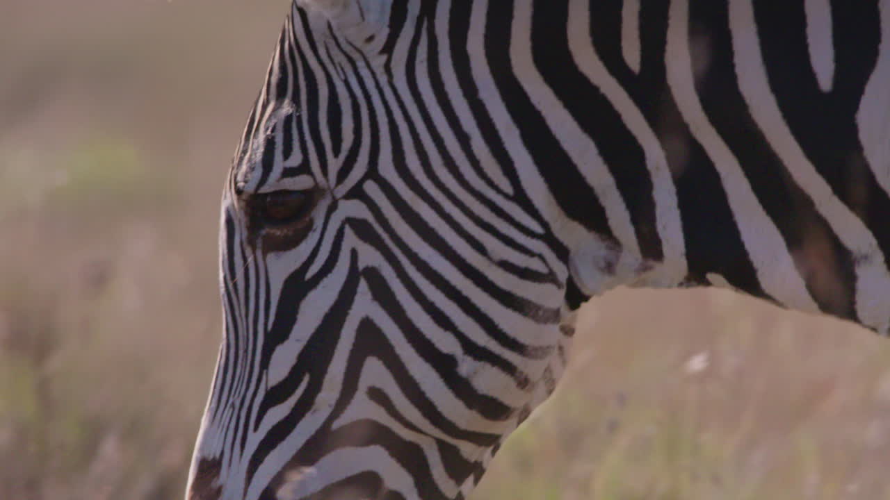 Grevy's Zebras body feeding in savannah