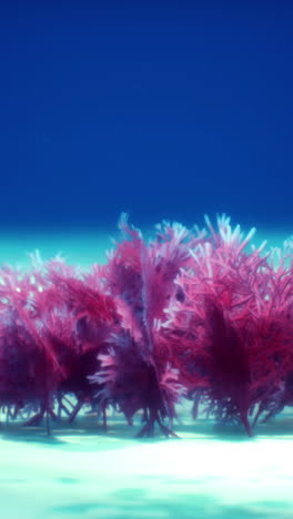 pink underwater flora