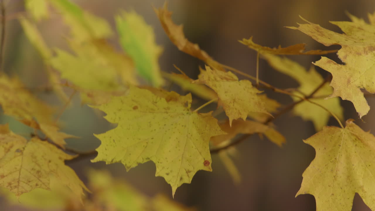 Bright golden maple leaves glow as they catch the sunlight, surrounded by soft blurred backgrounds of trees in a serene autumn forest setting