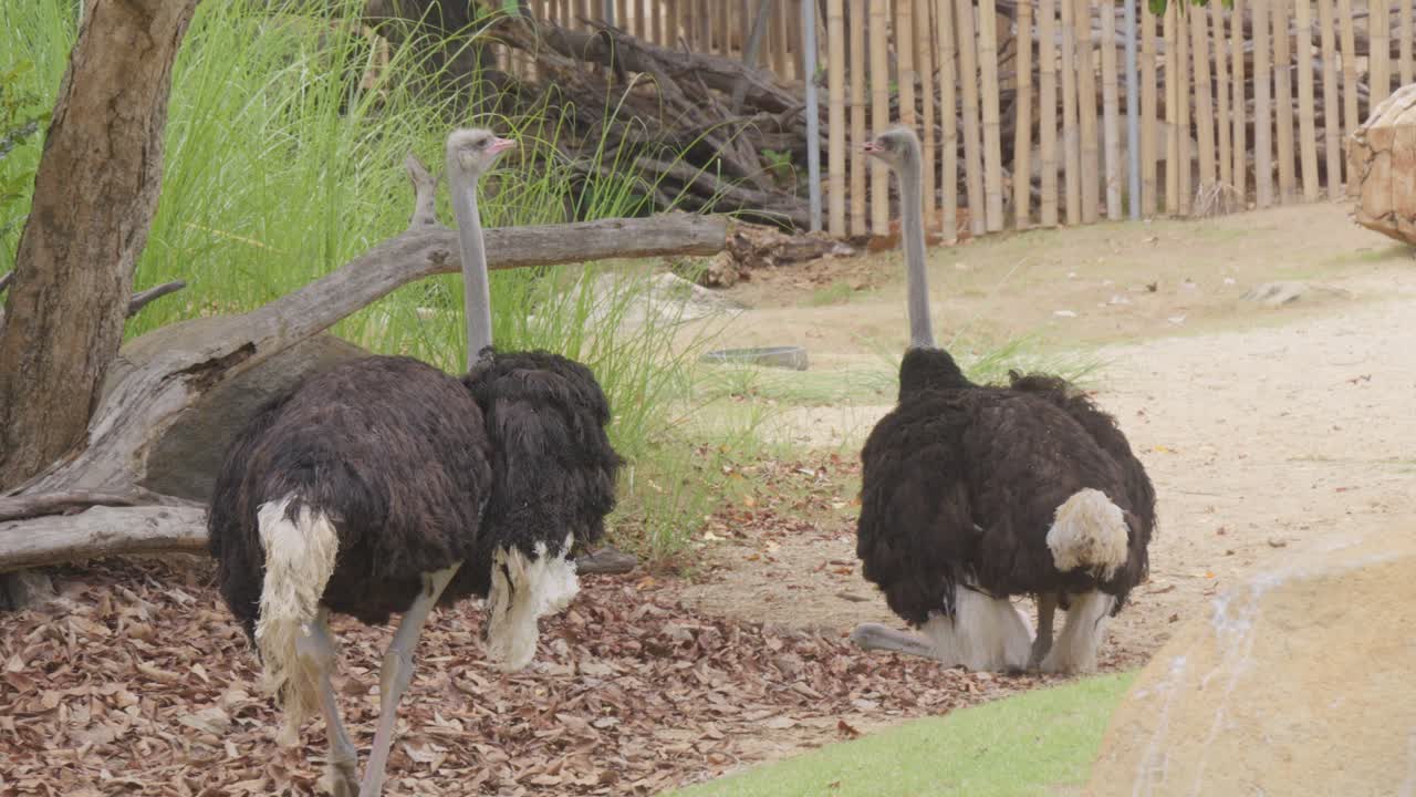 dos avestruces africanos en un recinto en el zoológico de bali
