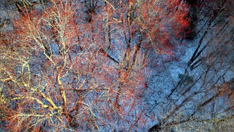 aerial appalachia in spring, red maples in snow