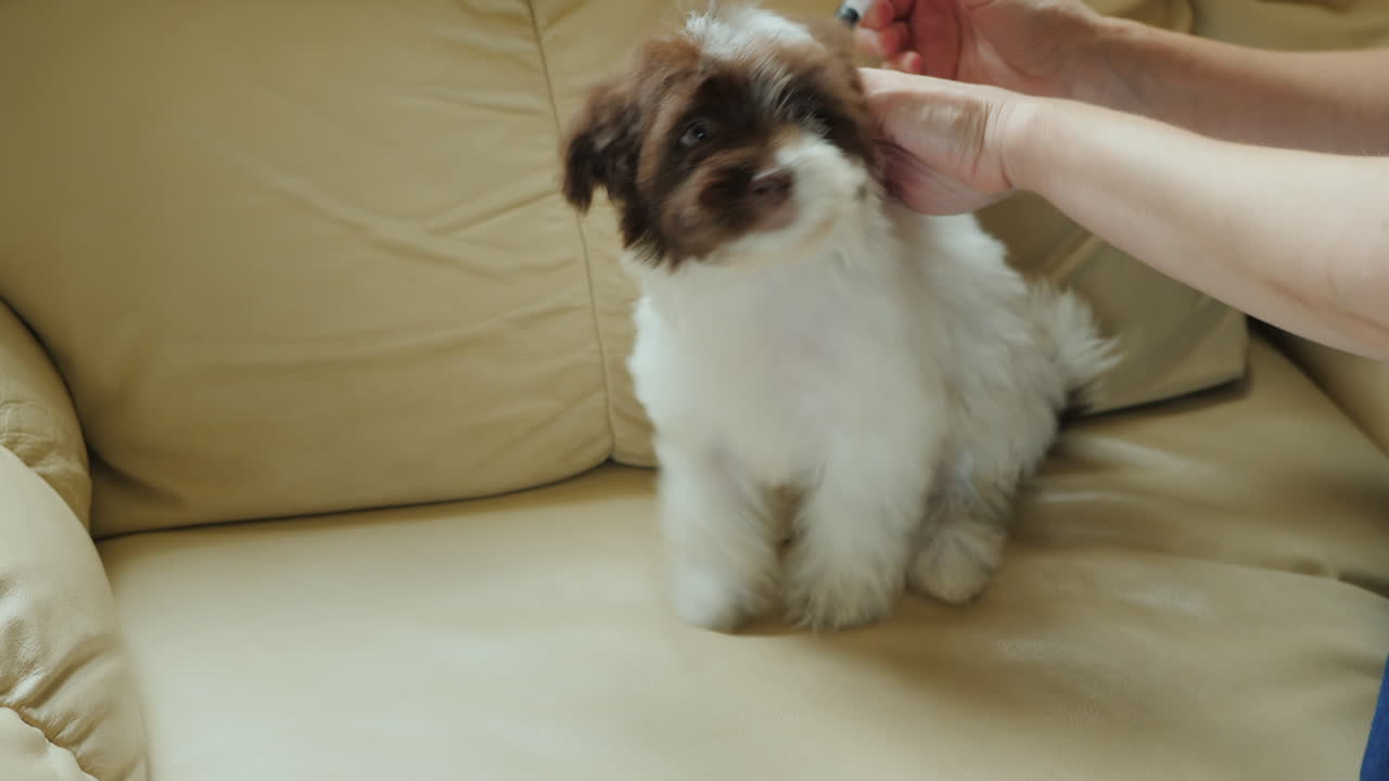 주사기로 강아지를 주사