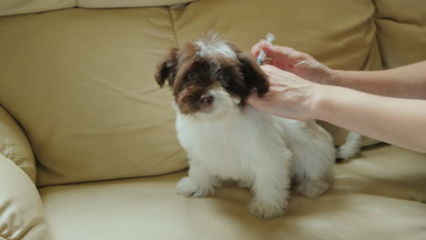 injecting puppy with syringe