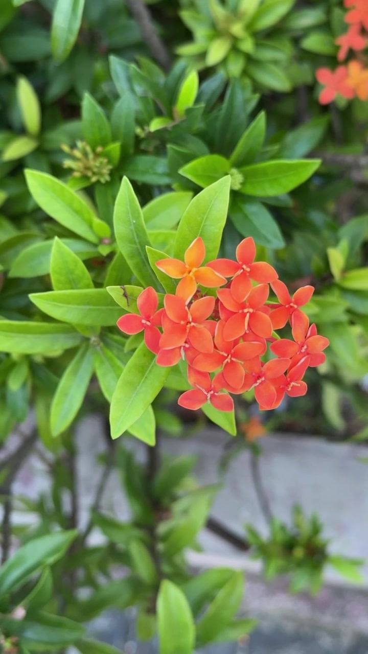 Fiori di Ixora Rosso Vivace in Fiore in un Giardino