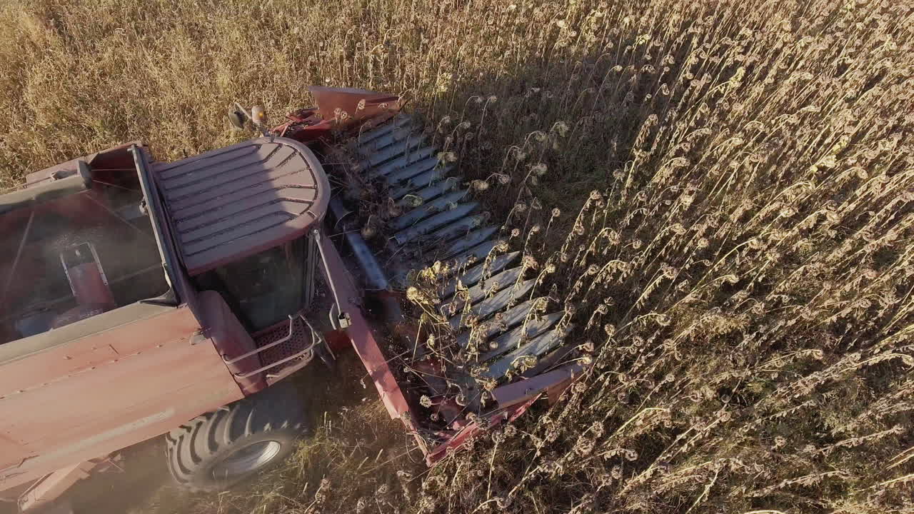 공중 촬영에서 위에서 해바라기 보기를 수확