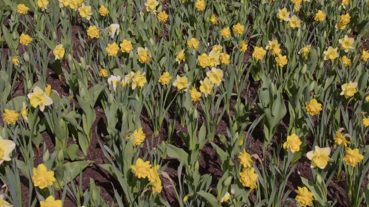 Wide shot of daffodils in the city centre of Kristiansand