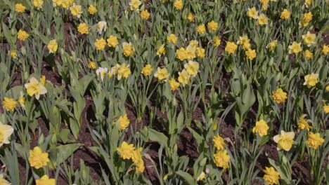 wide shot of daffodils in the city centre of kristiansand