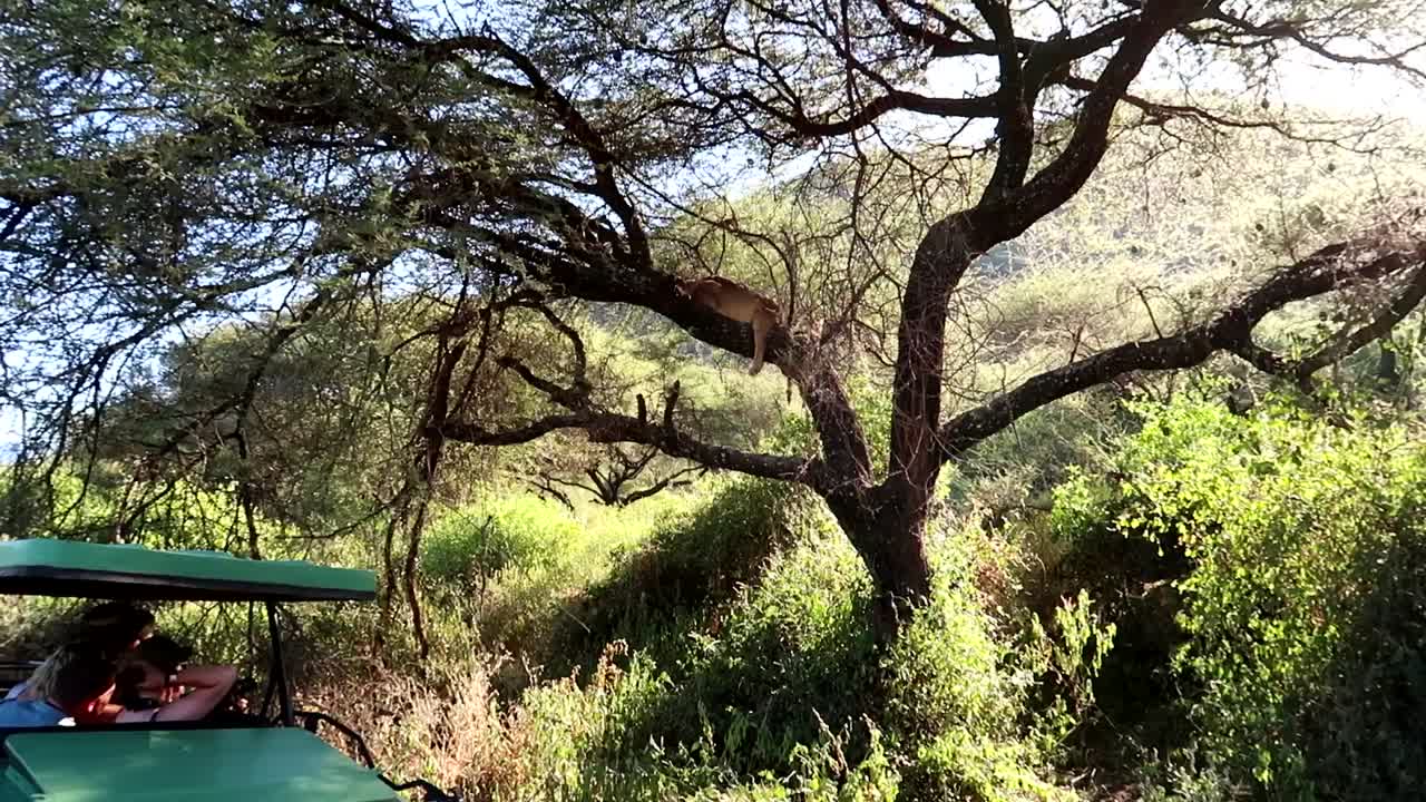 아프리카 탄자니아의 사파리에서 4x4 자동차에서 나뭇가지에 있는 암사자에게 사진을 찍는 관광객